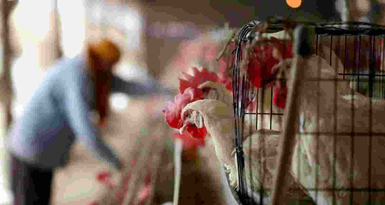 Jharkhand: Bird flu outbreak reported in Bokaro after Ranchi Jharkhand: Bird flu outbreak reported in Bokaro after Ranchi