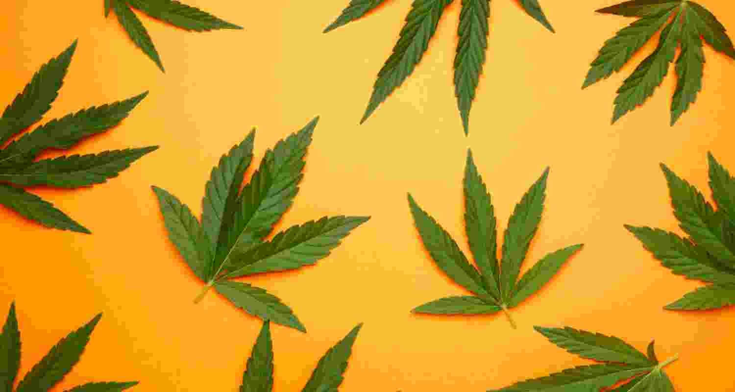 Study links cannabis use to DNA damage, cancer risk Study links cannabis use to DNA damage, cancer risk