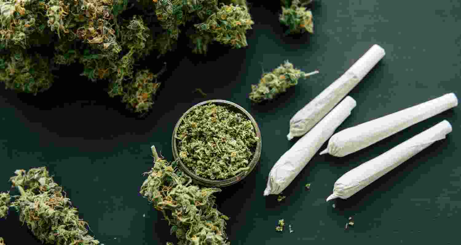 Image of crushes cannabis leaves used for representational purpose. Image of crushes cannabis leaves used for representational purpose.