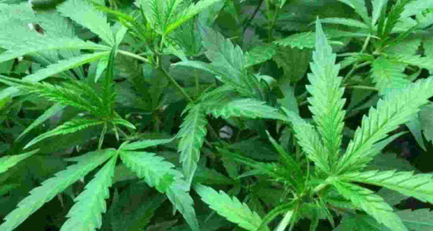 Representative Image. Representative Image.