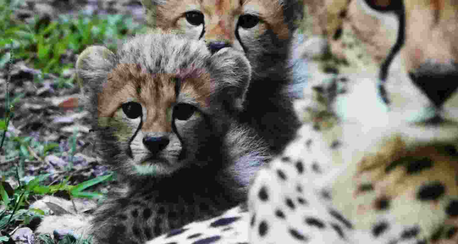 A representative image. A representative image.