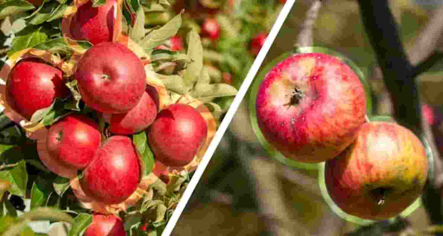 How can consumer embrace climate-affected produce How can consumer embrace climate-affected produce