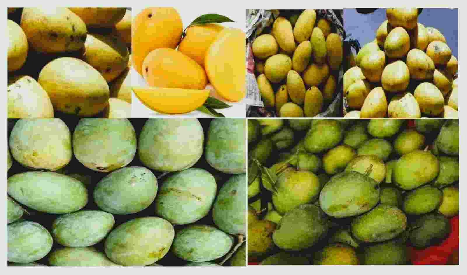 The fruit, once praised by poet Amir Khusrau as “Naghza Tarin Mewa Hindustan,” (the fairest fruit of Hindustan), is special. The fruit, once praised by poet Amir Khusrau as “Naghza Tarin Mewa Hindustan,” (the fairest fruit of Hindustan), is special.