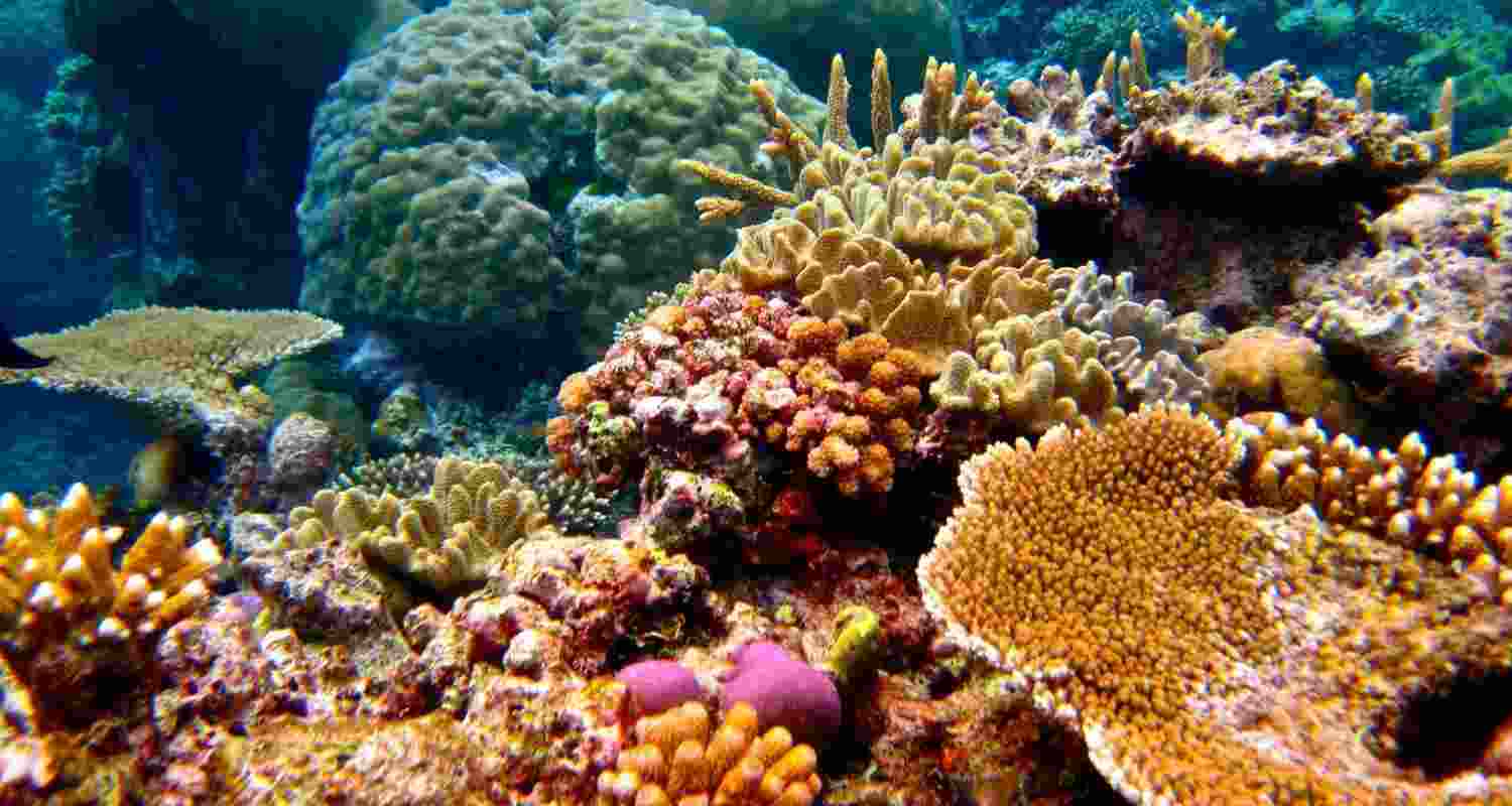 Scientists transplant crossbred corals to save Miami's reefs Scientists transplant crossbred corals to save Miami's reefs