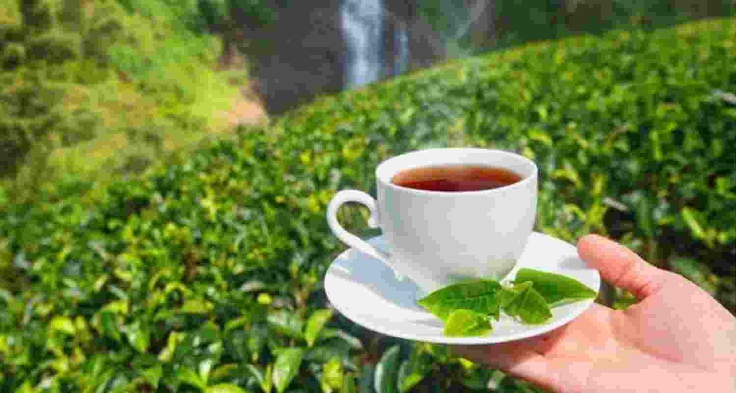 North Bengal's 500 tea gardens, spanning Darjeeling, Terai, and Dooars, employ over 400,000 people directly and indirectly. North Bengal's 500 tea gardens, spanning Darjeeling, Terai, and Dooars, employ over 400,000 people directly and indirectly.