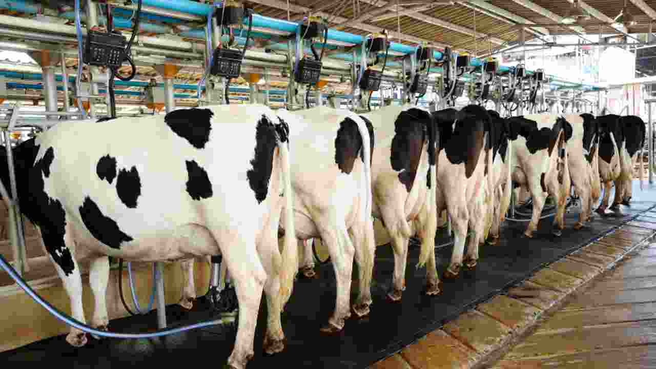 India Aims to Boost Share of Global Milk Production to One-Third by 2030 India Aims to Boost Share of Global Milk Production to One-Third by 2030