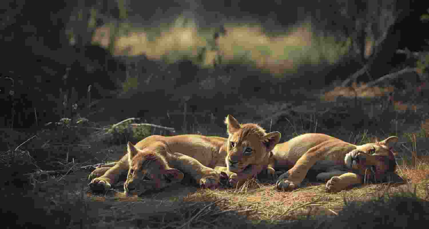 Four lion cubs died in Gujarat's Gir forest amid suspected infection, while 17 lions were isolated and over 350 monitored. Four lion cubs died in Gujarat's Gir forest amid suspected infection, while 17 lions were isolated and over 350 monitored.