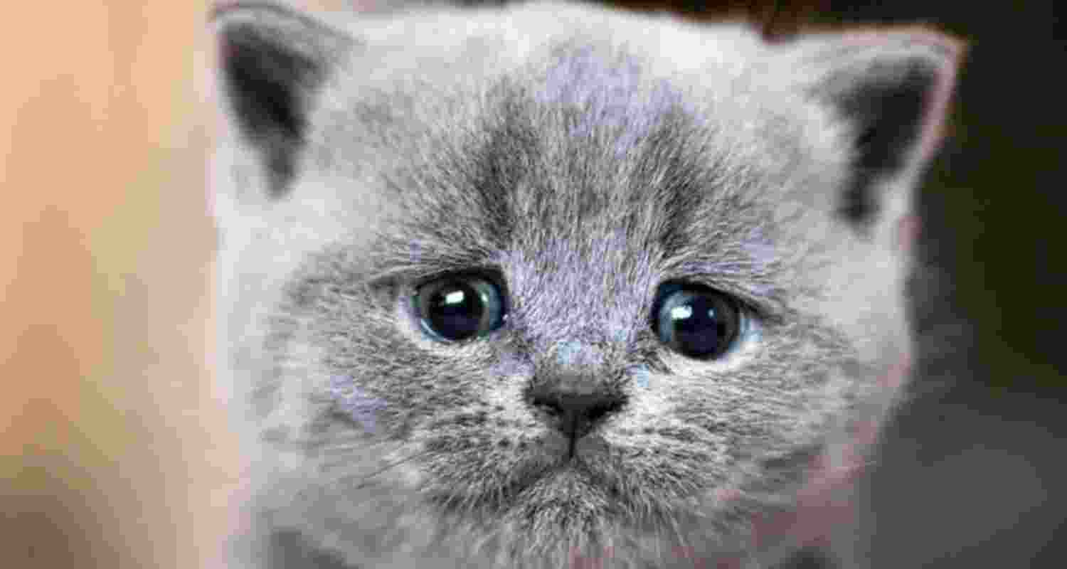 Declawing Cats means a lifetime of pain Declawing Cats means a lifetime of pain