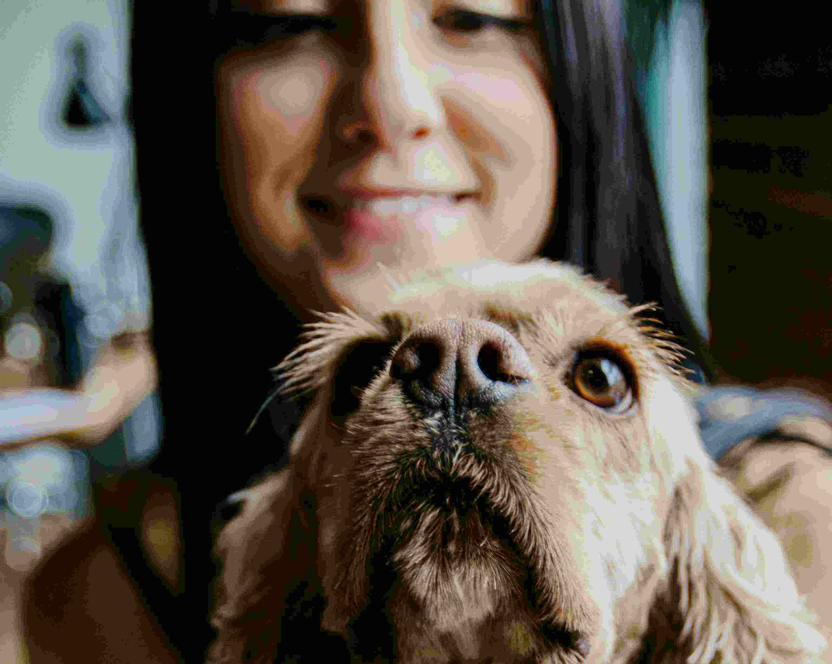 The researchers, including those at Harvard University, said the positive influence of pets could be linked to levels of engagement and attachment to pets, rather than just owning them. They added that a stronger bond with pets is related with an insecure human attachment style. The researchers, including those at Harvard University, said the positive influence of pets could be linked to levels of engagement and attachment to pets, rather than just owning them. They added that a stronger bond with pets is related with an insecure human attachment style.