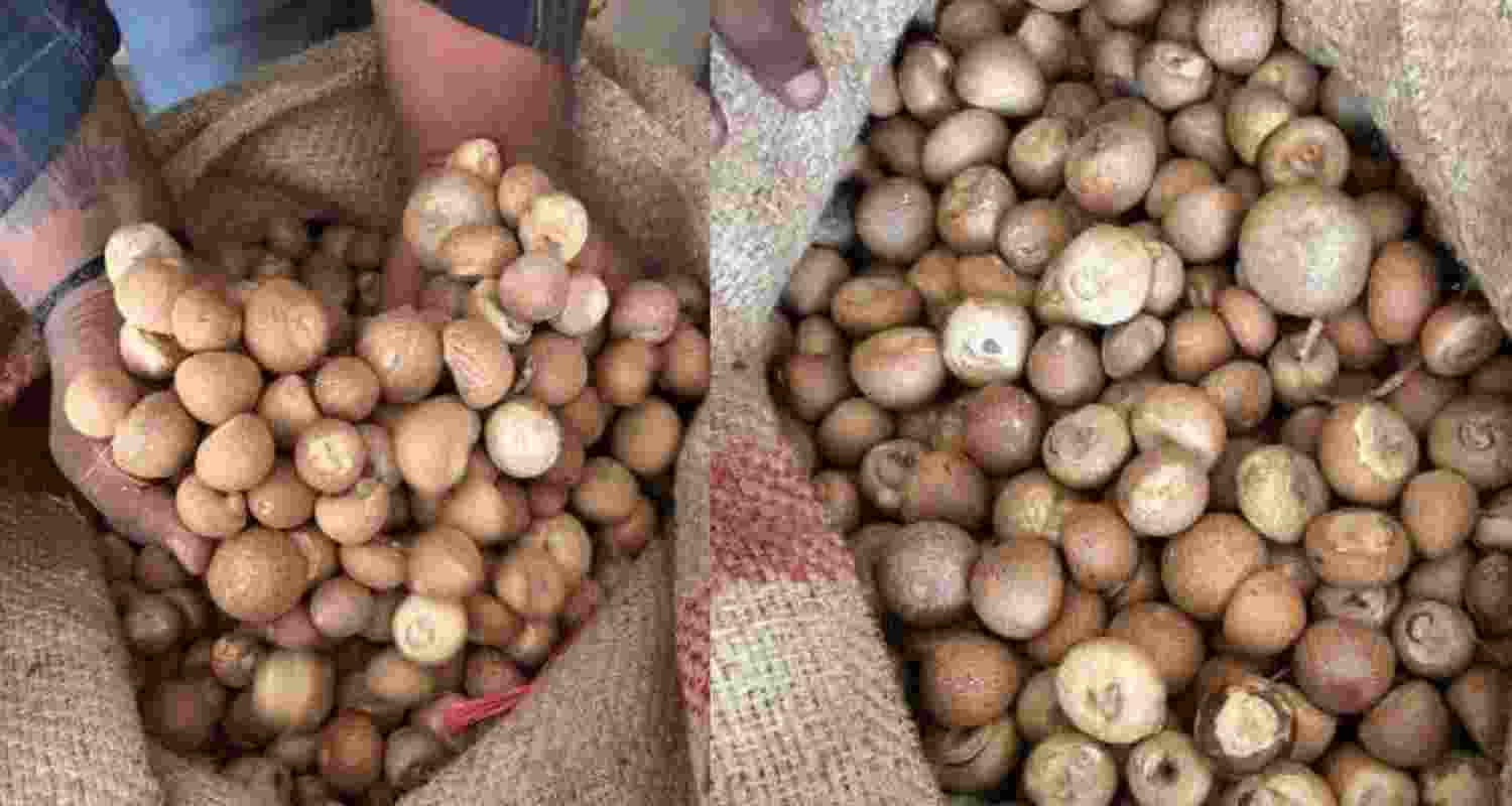 DRI busted a network falsely declaring Southeast Asian areca nuts as Bangladeshi to evade customs duty, causing a potential revenue loss of over Rs 2,500 crore. DRI busted a network falsely declaring Southeast Asian areca nuts as Bangladeshi to evade customs duty, causing a potential revenue loss of over Rs 2,500 crore.