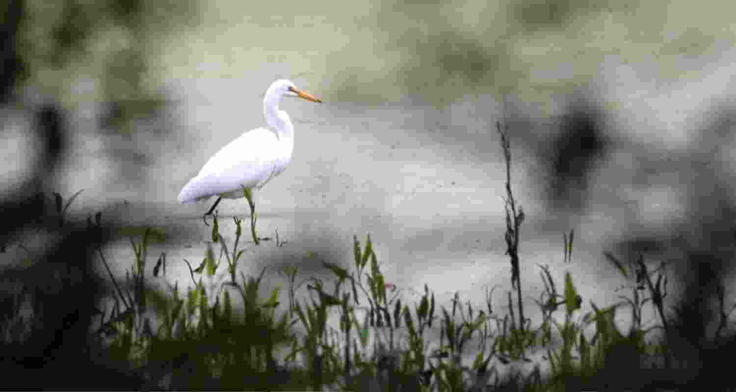 Image for representative use only. Image for representative use only.