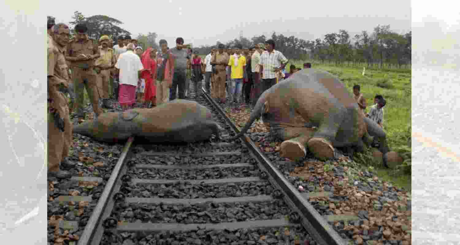 The forested Rajabhatkhawa area is situated beside the Buxa Tiger Reserve in north Bengal. (File photo) The forested Rajabhatkhawa area is situated beside the Buxa Tiger Reserve in north Bengal. (File photo)