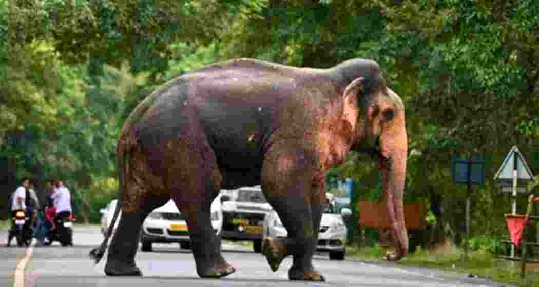 People look on as a wild elephant crosses a road. People look on as a wild elephant crosses a road.
