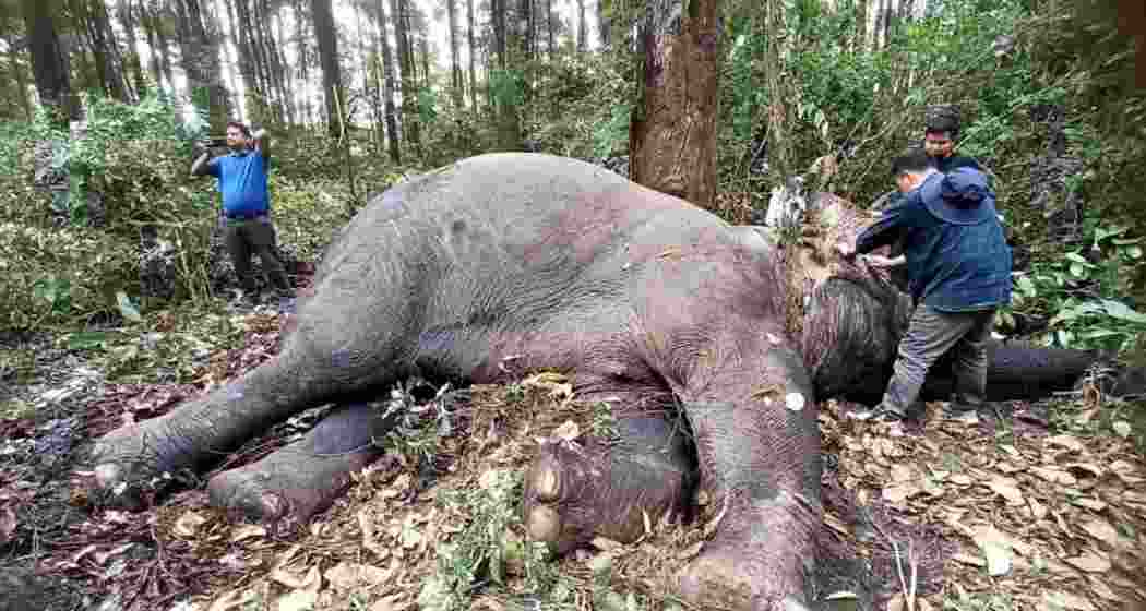 Elephant killed in fight over territory in Kurseong forest Elephant killed in fight over territory in Kurseong forest