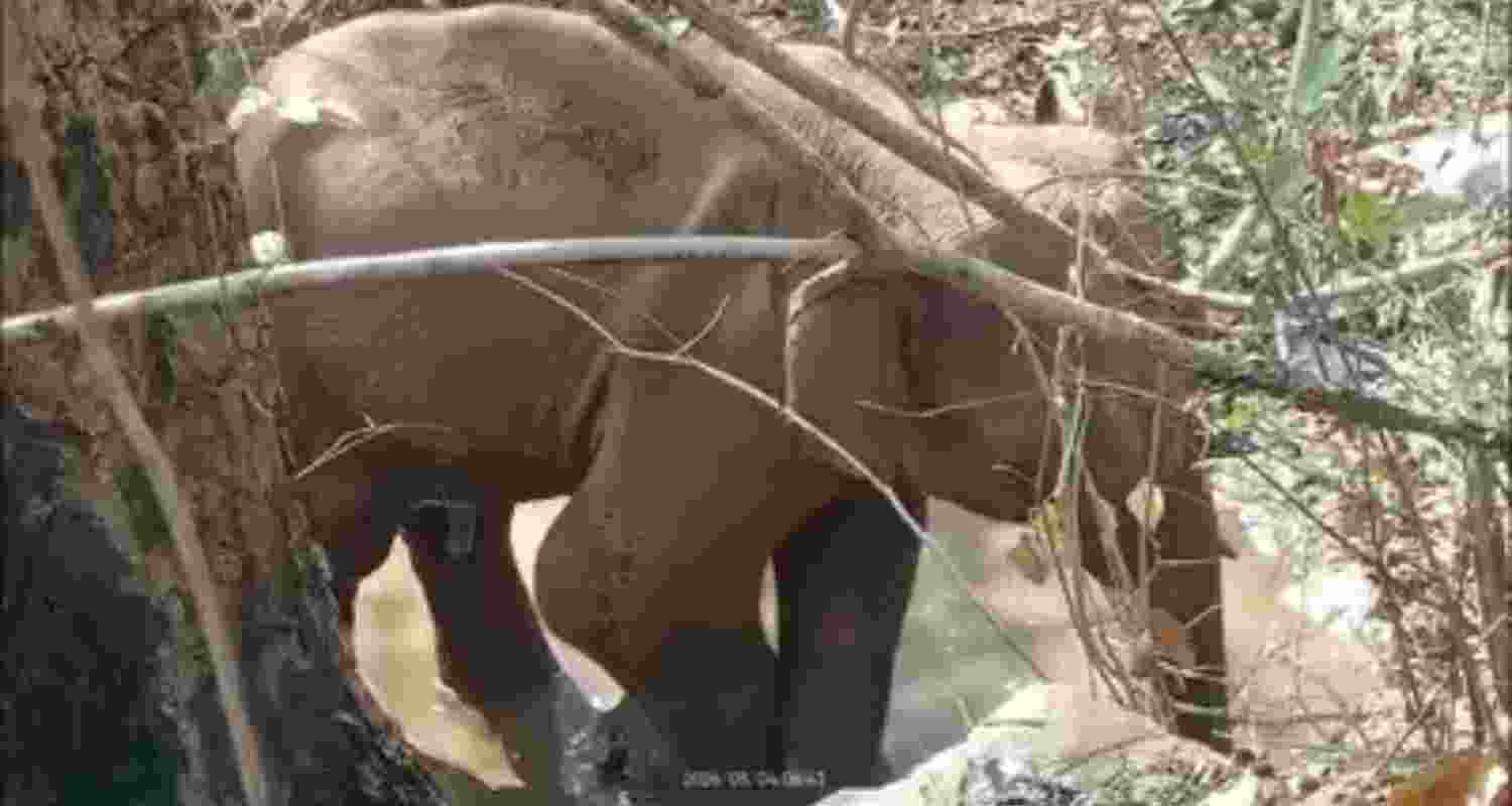 Maoists’ IED blast critically injures elephant in Jharkhand Maoists’ IED blast critically injures elephant in Jharkhand