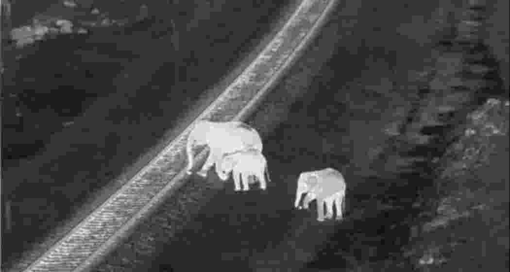 An elephant herd crossing railway track captured by the AI-based early warning system. An elephant herd crossing railway track captured by the AI-based early warning system.