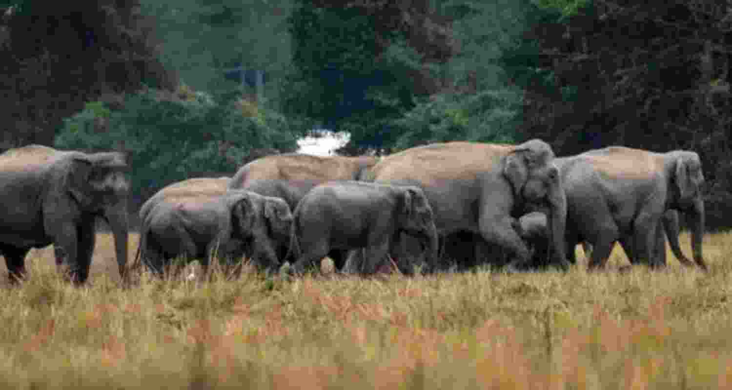 Tamil Nadu uses AI surveillance to curb elephant deaths Tamil Nadu uses AI surveillance to curb elephant deaths