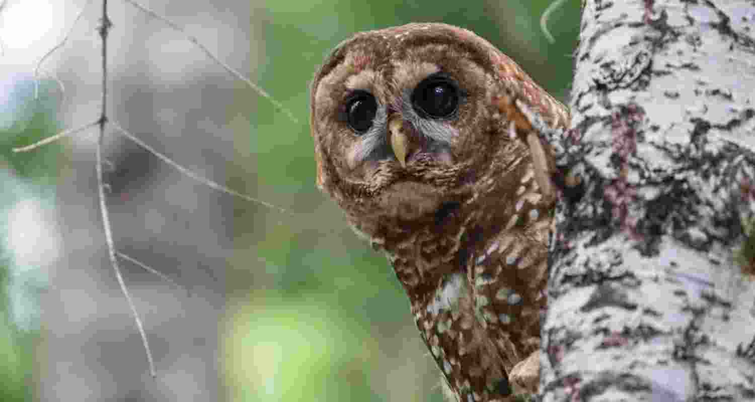 Redefining habitat is stripping wildlife protections away Redefining habitat is stripping wildlife protections away