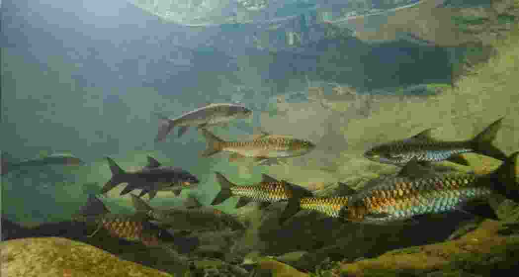 Representational image. Representational image.