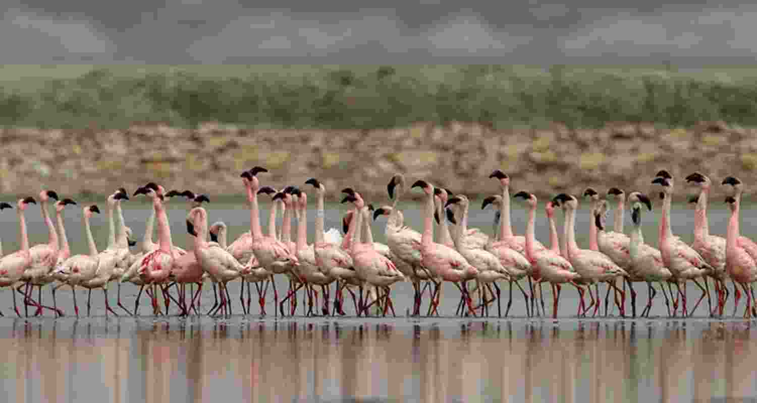 Thoothukudi becomes a seasonal flamingo hotspot Thoothukudi becomes a seasonal flamingo hotspot