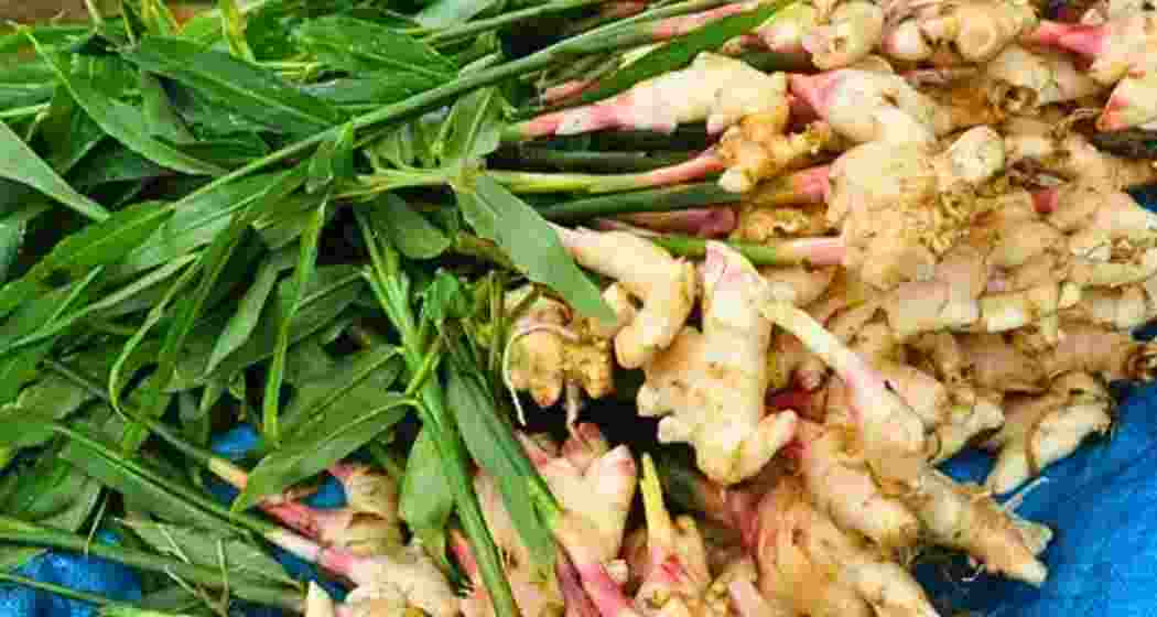 This display showcases Mizoram’s traditional ginger, renowned for its premium quality and organic cultivation. This display showcases Mizoram’s traditional ginger, renowned for its premium quality and organic cultivation.