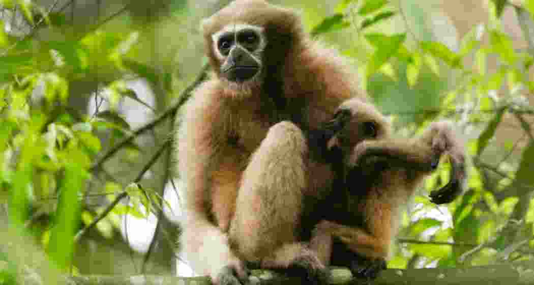 The Western Hoolock Gibbon. The Western Hoolock Gibbon.