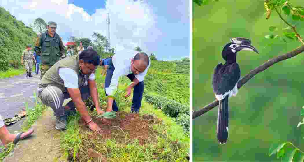 Forest staff plant jamun and kafal saplings near Mahaldiram Tea Garden, Darjeeling district, on 3 July 2025 as part of a 50,000‑tree drive to revive endangered hornbills. Forest staff plant jamun and kafal saplings near Mahaldiram Tea Garden, Darjeeling district, on 3 July 2025 as part of a 50,000‑tree drive to revive endangered hornbills.