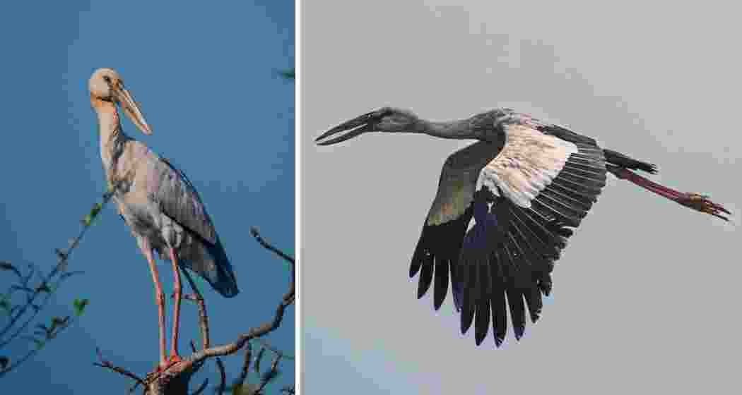 One hornbill perches calmly, while another takes flight over the forested canopy, capturing a moment of grace and grandeur in Assam’s wild heart. One hornbill perches calmly, while another takes flight over the forested canopy, capturing a moment of grace and grandeur in Assam’s wild heart.