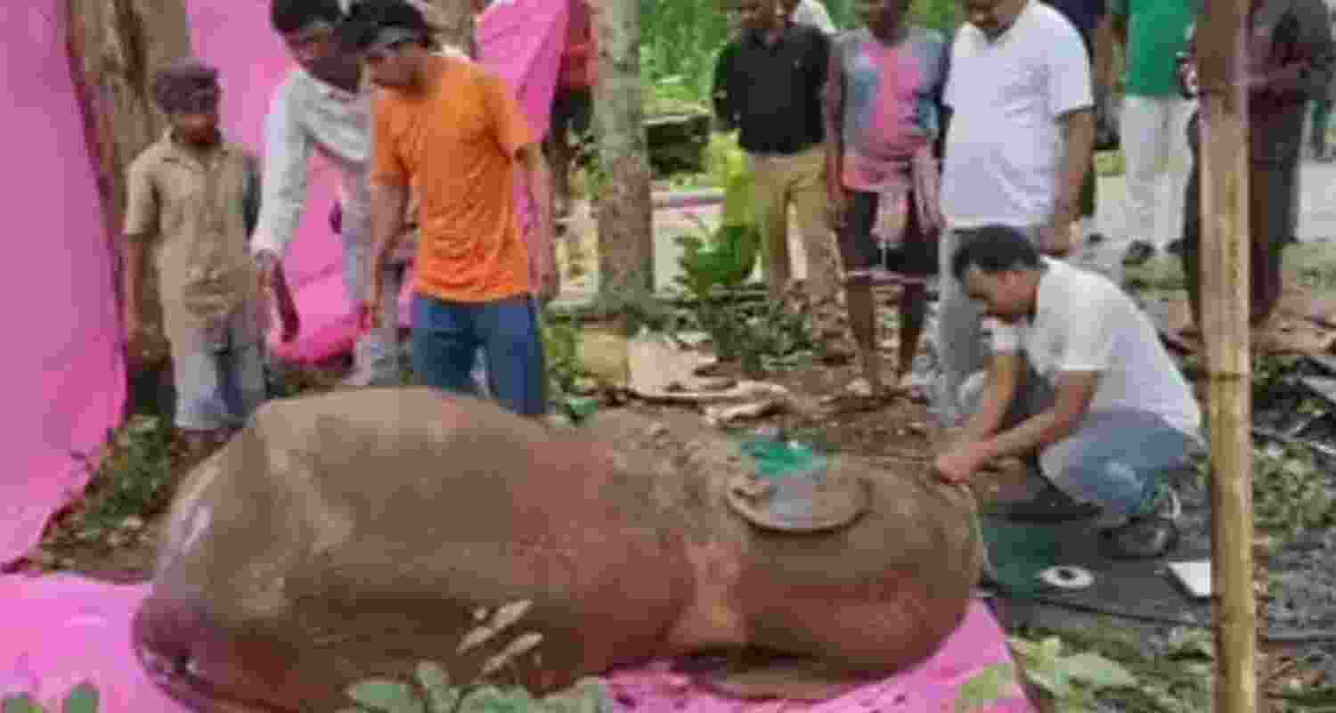 Elephant injured in IED blast - file image. Elephant injured in IED blast - file image.