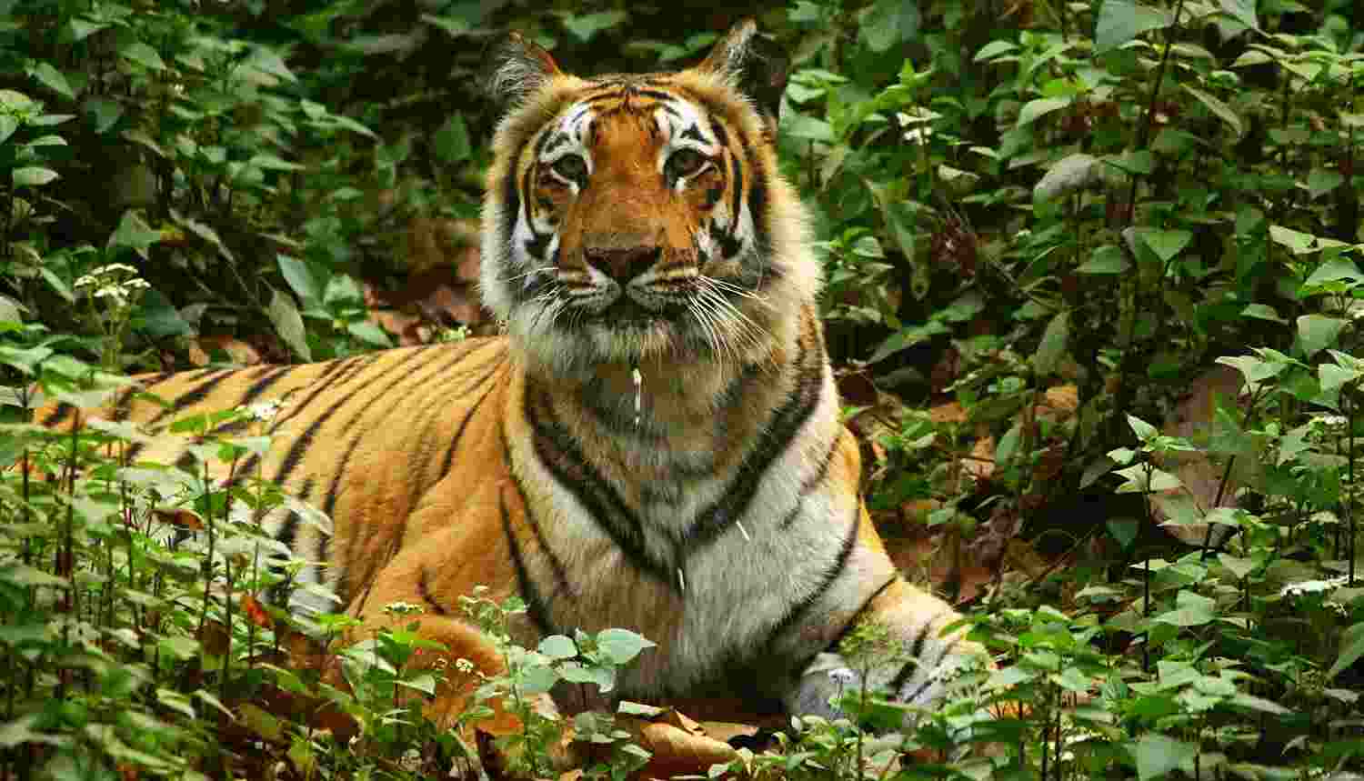India planning to send tigers to Cambodia later this year India planning to send tigers to Cambodia later this year