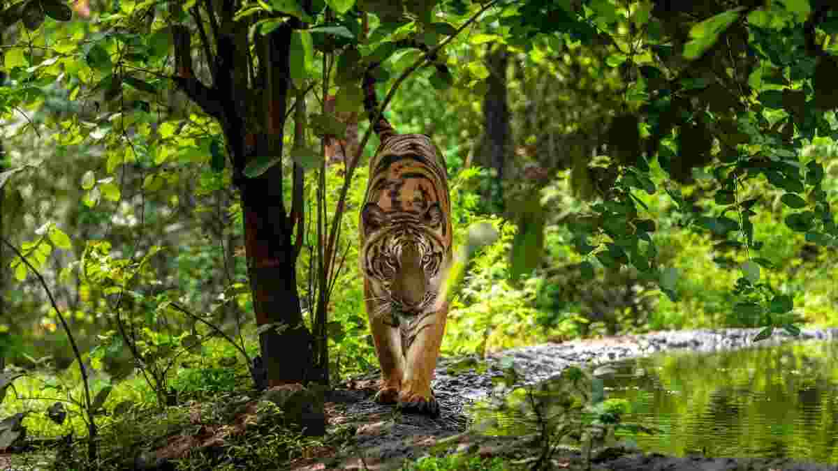 India reports consistent increase in forest cover over past 15 years at UNFF 19 India reports consistent increase in forest cover over past 15 years at UNFF 19