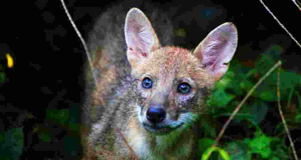 An Indian jackal. Image for representative use only. An Indian jackal. Image for representative use only.