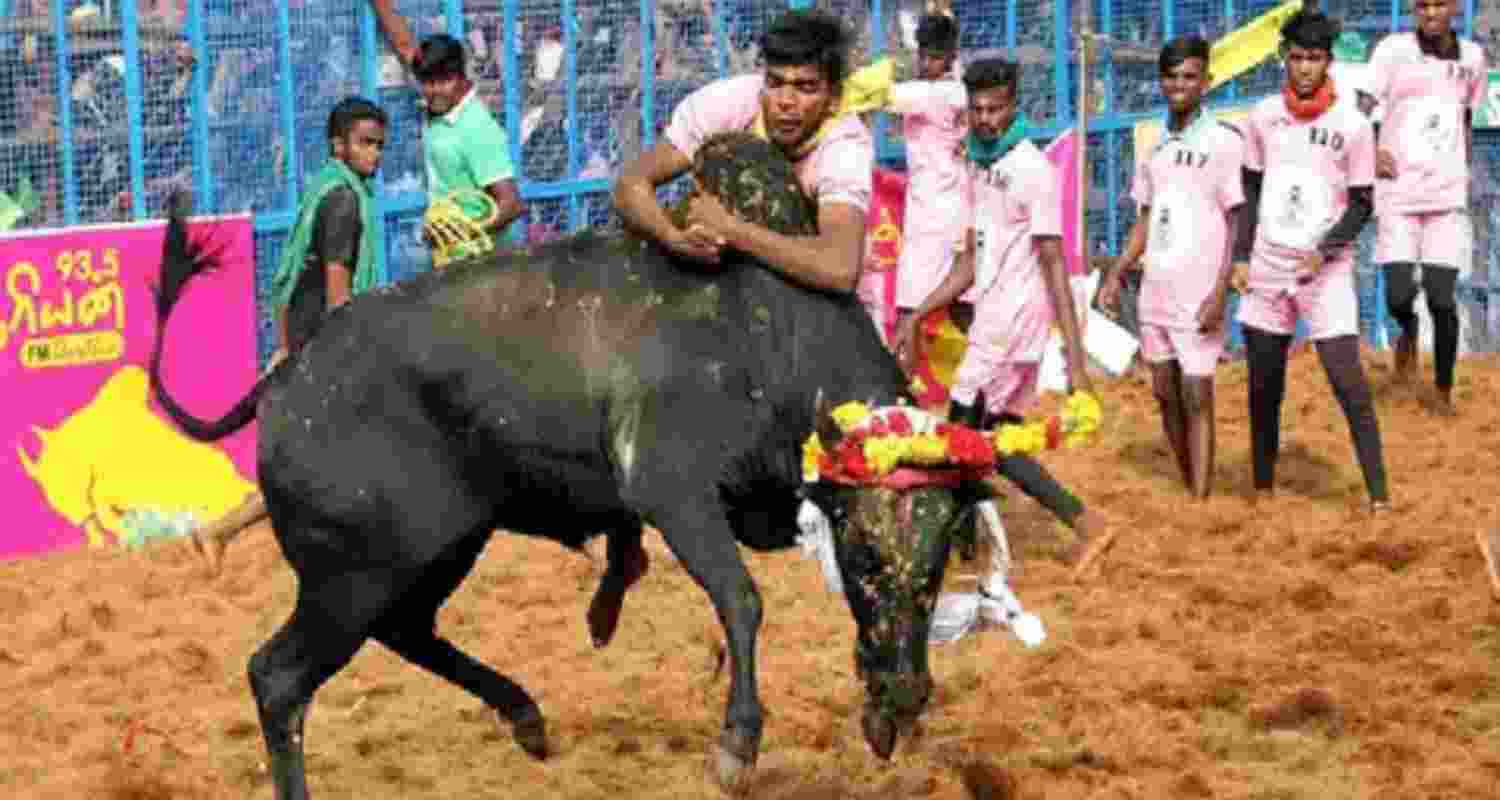 Avaniyapuram Jallikattu kicks off with Pongal Avaniyapuram Jallikattu kicks off with Pongal