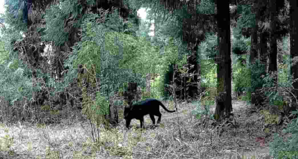 Black leopard Black leopard