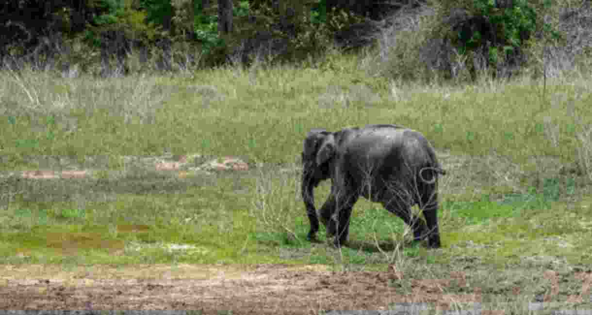 Elephant calf ‘electrocuted’ in Jharkhand’s Kolhan area Elephant calf ‘electrocuted’ in Jharkhand’s Kolhan area
