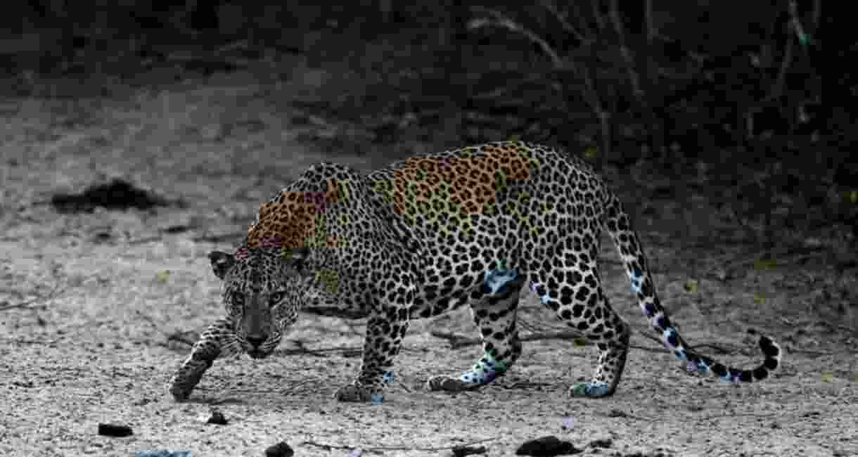 Bengal: Leopard kills 12-year-old boy, 3 deaths in 2 months Bengal: Leopard kills 12-year-old boy, 3 deaths in 2 months