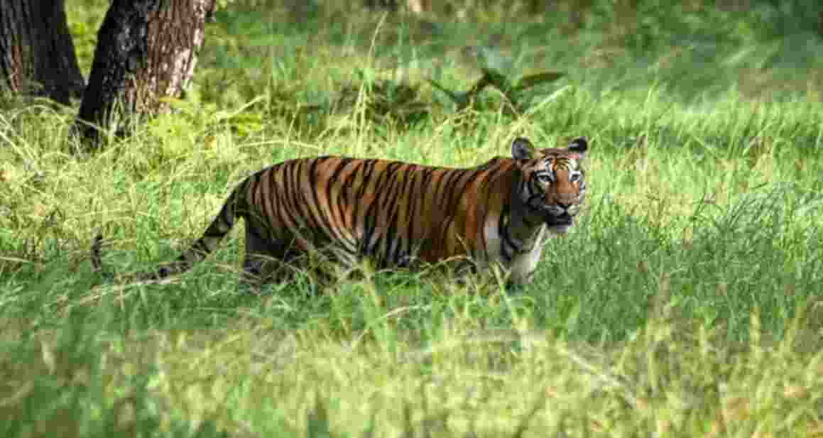 Tigress Zeenat captured from Bengal after week-long chase Tigress Zeenat captured from Bengal after week-long chase