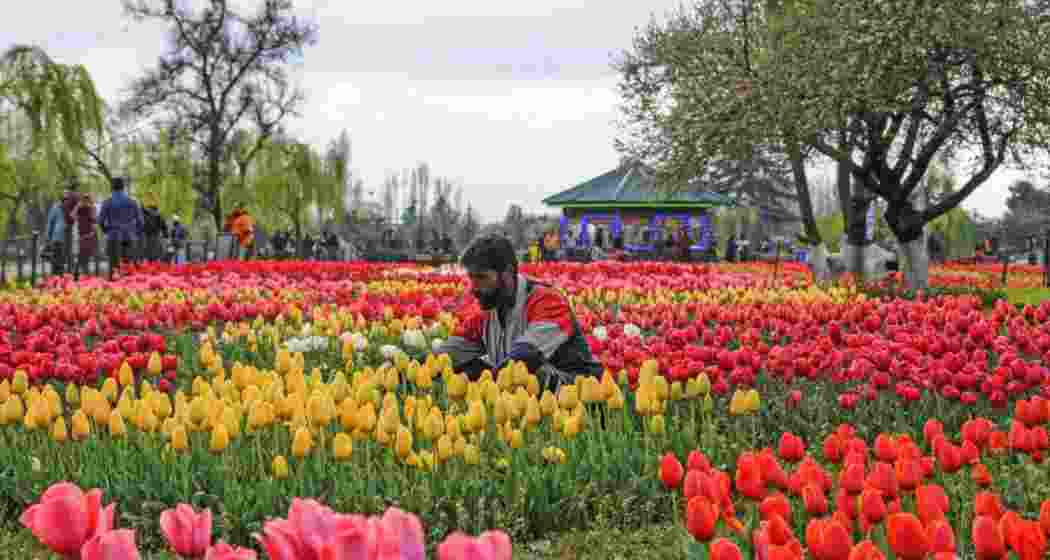 Final touch is given to flowers at the Indira Gandhi Memorial Tulip Garden in Srinagar, which is the largest in Asia. The garden is set to open on March 26, showcasing 1.7 million bulbs, including new varieties from the Netherlands Final touch is given to flowers at the Indira Gandhi Memorial Tulip Garden in Srinagar, which is the largest in Asia. The garden is set to open on March 26, showcasing 1.7 million bulbs, including new varieties from the Netherlands