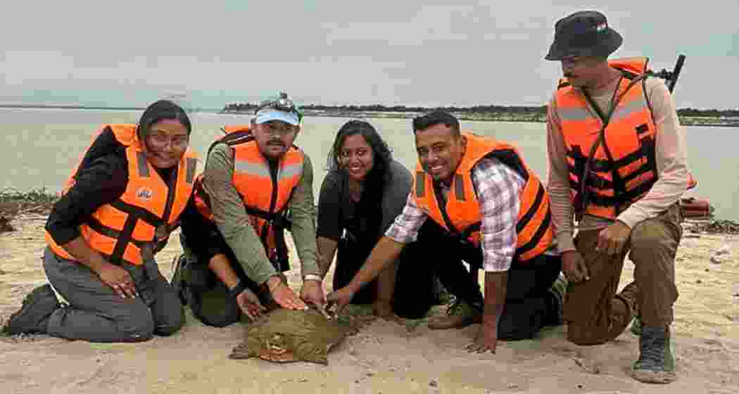 A Ganges softshell turtle fitted with a satellite tag is released into the wild at Kaziranga National Park on Endangered Species Day, marking India’s first such conservation initiative for the endangered freshwater reptile. A Ganges softshell turtle fitted with a satellite tag is released into the wild at Kaziranga National Park on Endangered Species Day, marking India’s first such conservation initiative for the endangered freshwater reptile.