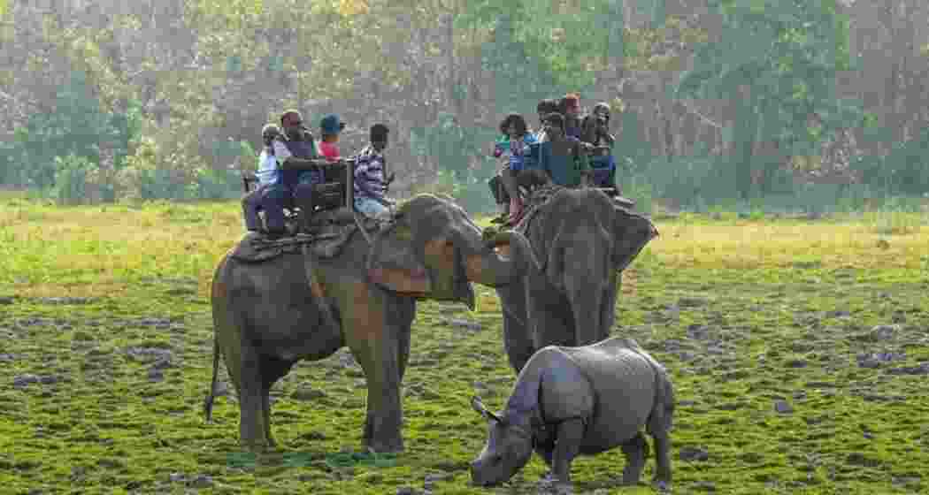 Kaziranga records 4L tourists in 2024-25, a fourfold rise Kaziranga records 4L tourists in 2024-25, a fourfold rise