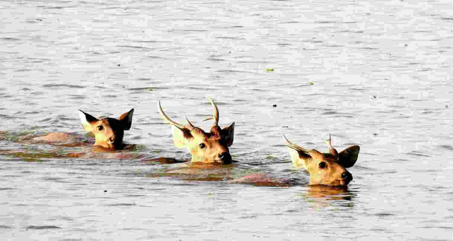 Deers wade through floodwaters in a submerged area of the Kaziranga National Park. Image for representative use only. Deers wade through floodwaters in a submerged area of the Kaziranga National Park. Image for representative use only.