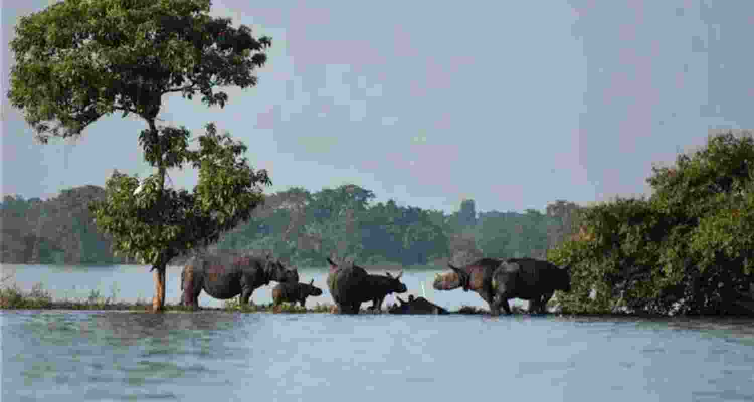 Rhinos with their calves standing on an elevated land in the flooded Kaziranga National Park in Assam. A scene captured back in the year 2019. Rhinos with their calves standing on an elevated land in the flooded Kaziranga National Park in Assam. A scene captured back in the year 2019.