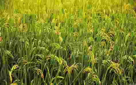 The government is expected to announce significant increases in the Minimum Support Price (MSP) for kharif crops, including paddy, pulses, oilseeds, and coarse cereals, for the 2024-25 season. The government is expected to announce significant increases in the Minimum Support Price (MSP) for kharif crops, including paddy, pulses, oilseeds, and coarse cereals, for the 2024-25 season.