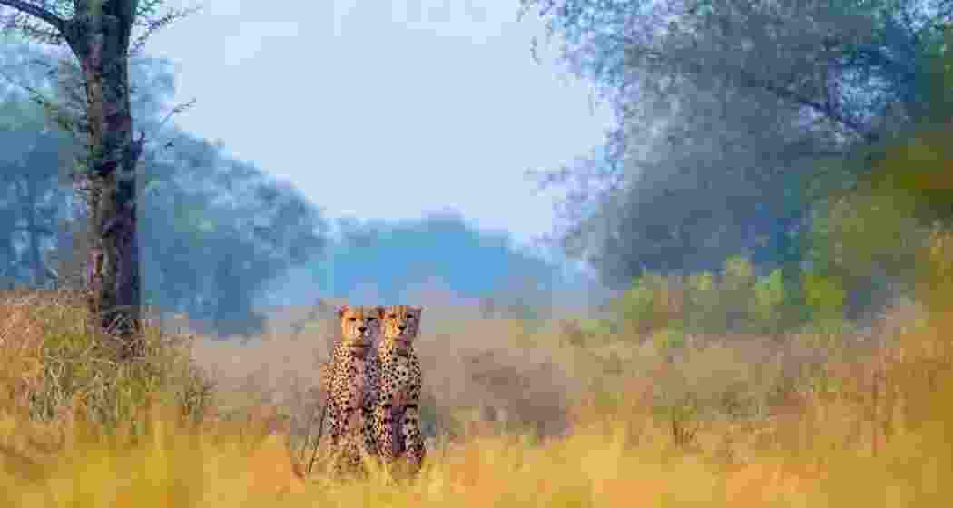 Cheetahs at Kuno National Park in Madhya Pradesh, part of India's ambitious Project Cheetah. Cheetahs at Kuno National Park in Madhya Pradesh, part of India's ambitious Project Cheetah.