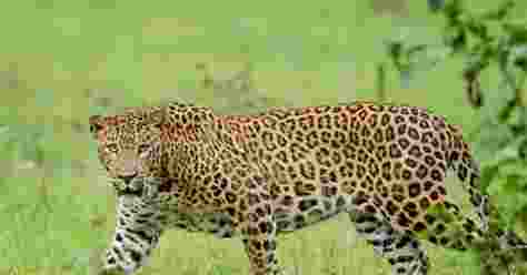 In a tragic incident, an eight-year-old girl was mauled to death by a leopard in a forest area near Mandori village, officials reported on Sunday. In a tragic incident, an eight-year-old girl was mauled to death by a leopard in a forest area near Mandori village, officials reported on Sunday.