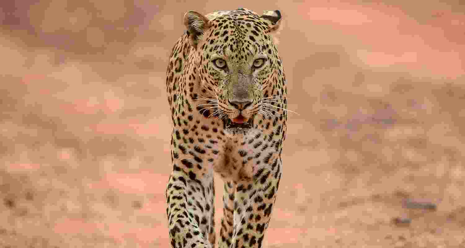 Representative Image. Representative Image.