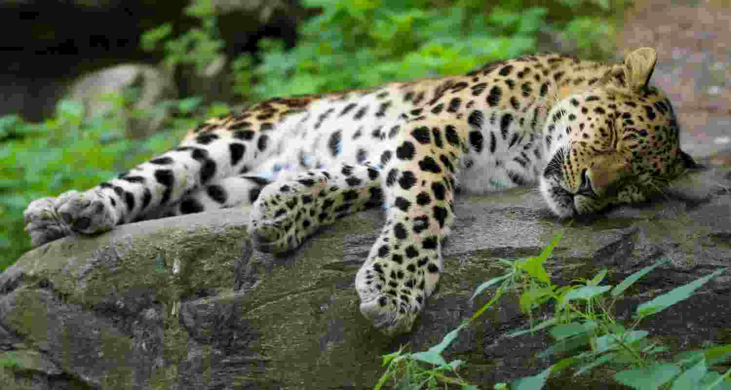 A three-year-old female leopard died after getting trapped in barbed wire fencing in Uttar Pradesh's Sohailwa forest area, officials said. A three-year-old female leopard died after getting trapped in barbed wire fencing in Uttar Pradesh's Sohailwa forest area, officials said.