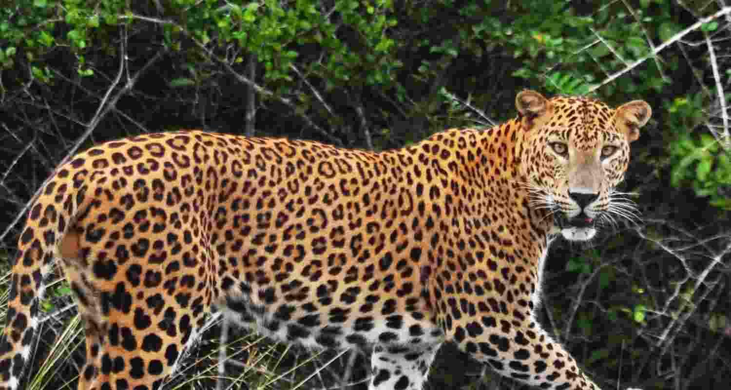 Representative Image. Representative Image.