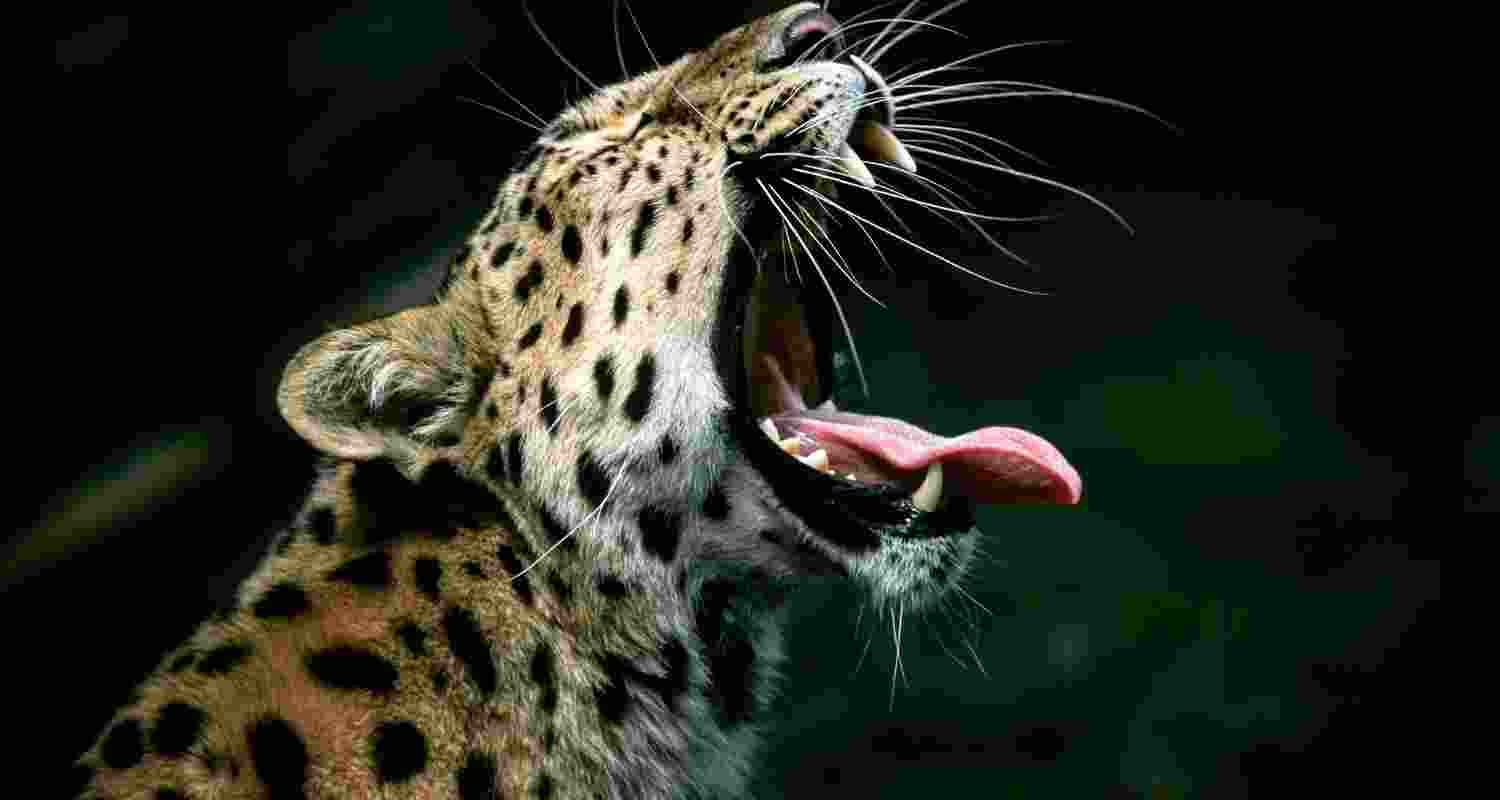 Representative Image. Representative Image.