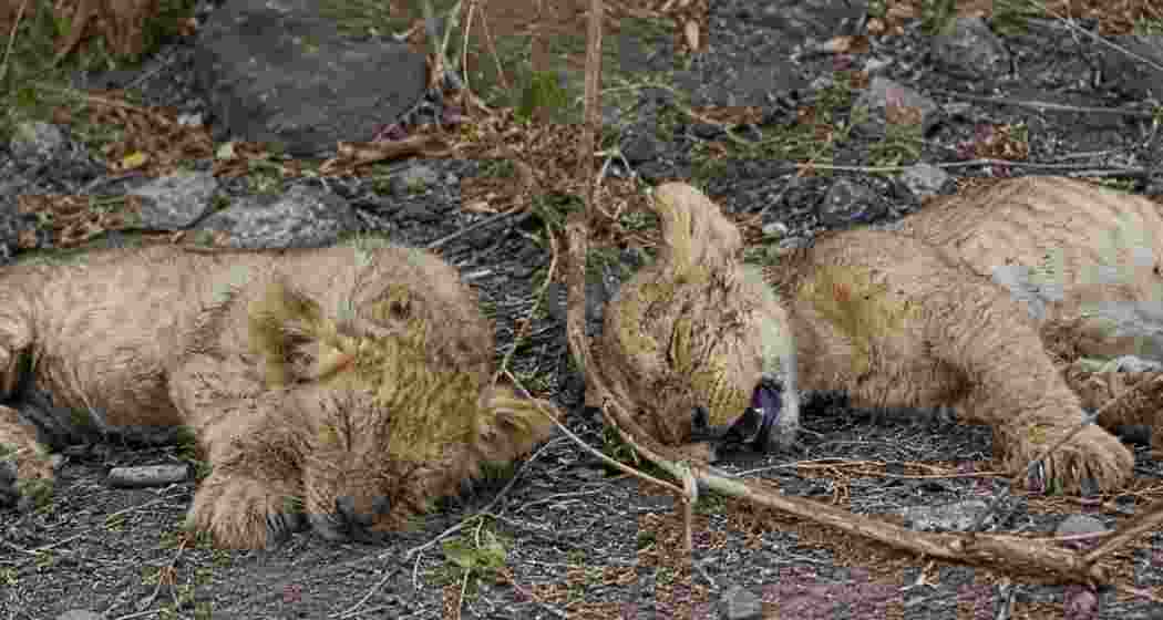 Representational image. (AI-generated) Representational image. (AI-generated)